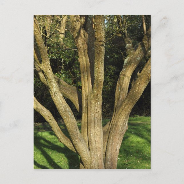 Postal Árbol iluminado (Anverso)