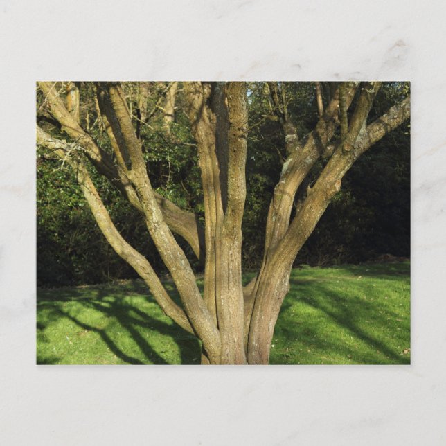 Postal Árbol iluminado (Anverso)