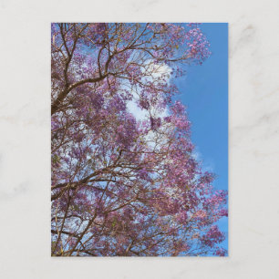 Postal Árbol Jacaranda azul morado