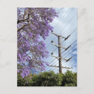 Postal Árbol Jacaranda azul morado