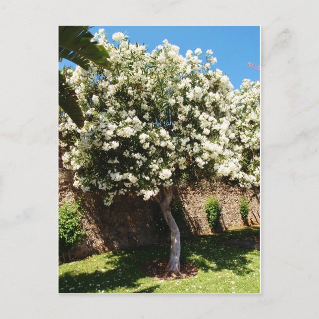 Postal Árbol jazmín (Anverso)