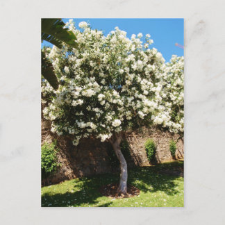 Postal Árbol jazmín en flor