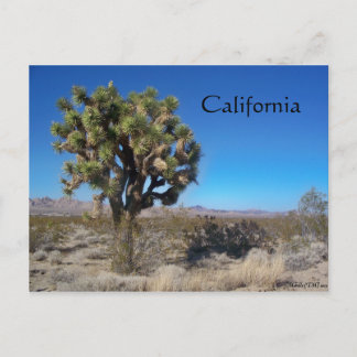 Postal Árbol Joshua del desierto