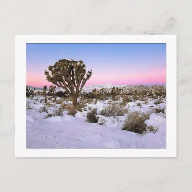 Postal "Árbol Joshua En Nieve" (Anverso)