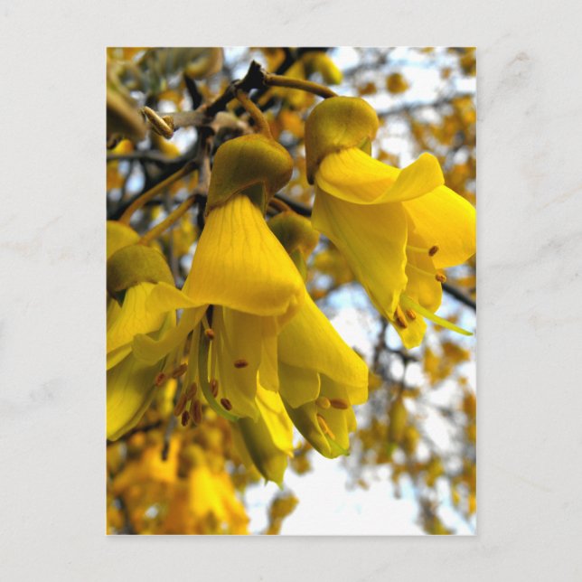 Postal Árbol Kowhai florido (Anverso)