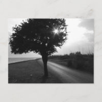Árbol lateral del océano blanco y negro y carreter