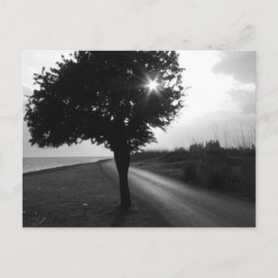 Postal Árbol lateral del océano blanco y negro y carreter