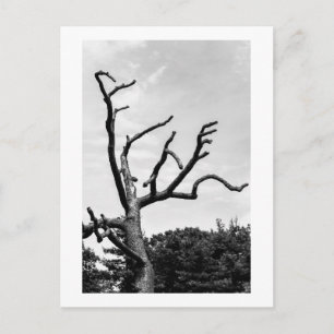 Postal árbol libre