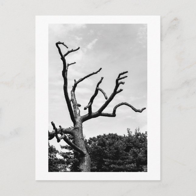 Postal árbol libre (Anverso)