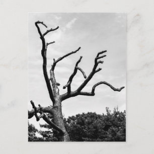 Postal árbol libre