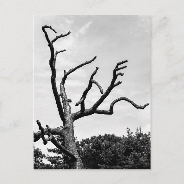 Postal árbol libre (Anverso)