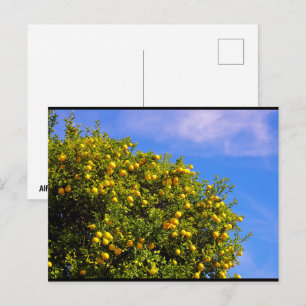 Postal Árbol mandarino bajo cielo azul