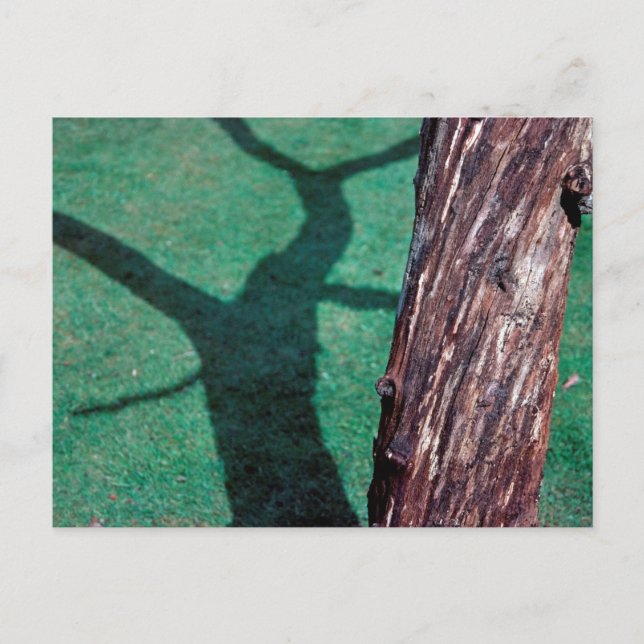 Postal Árbol muerto (Anverso)