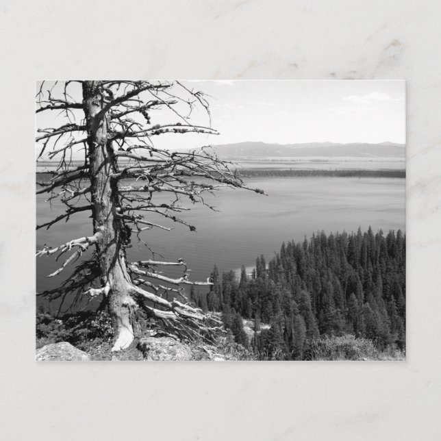 Postal Árbol muerto, Lago Jenny, Gran Tetón, Wyoming (Anverso)