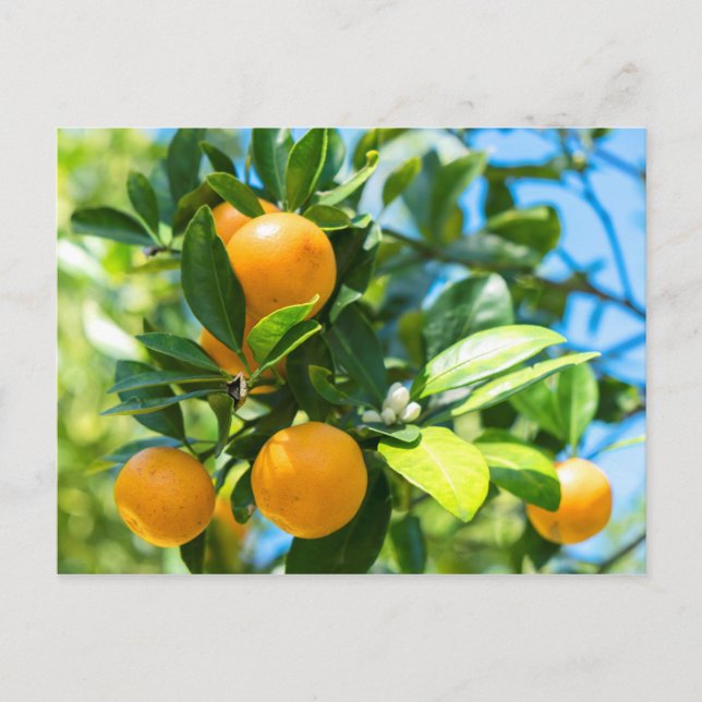 Postal Árbol Naranja frutícola (Anverso)