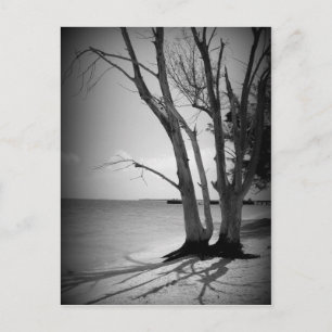 Postal Árbol negro junto al mar