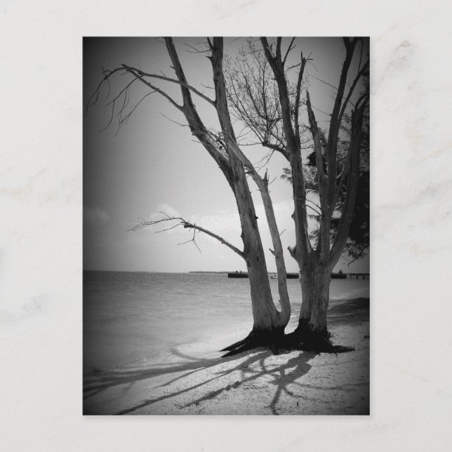 Postal Árbol negro junto al mar (Anverso)