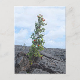 Postal Árbol Ohia de flores rojas crece en campo de lava