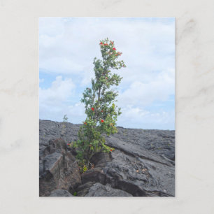 Postal Árbol Ohia de flores rojas crece en campo de lava
