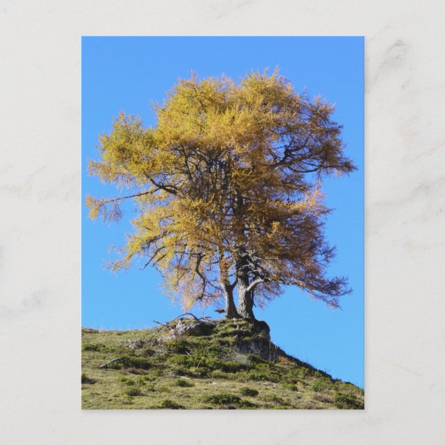 Postal Árbol otoñal (Anverso)