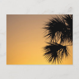 Postal Árbol palmetto en Sunrise, Florida