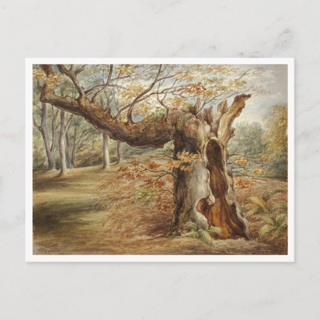Postal Árbol podrido de Elizabeth Murray (Anverso)