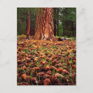Postal Árbol Ponderosa de crecimiento antiguo con conos d