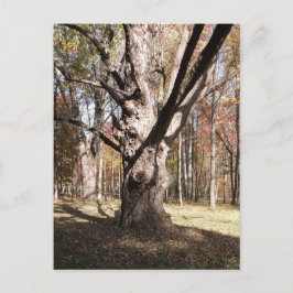 Postal Árbol raro