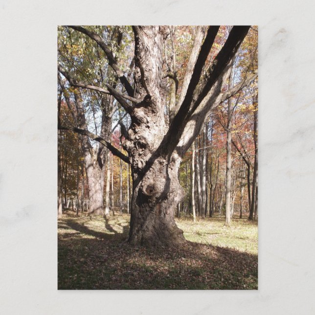 Postal Árbol raro (Anverso)