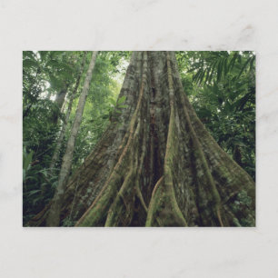 Postal Árbol reforzado en selva tropical, Corcovado