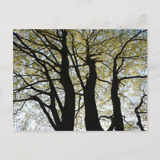 Postal Árbol retroiluminado grande (Anverso)