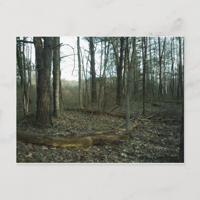 Postal Árbol rodeado por la naturaleza (Anverso)