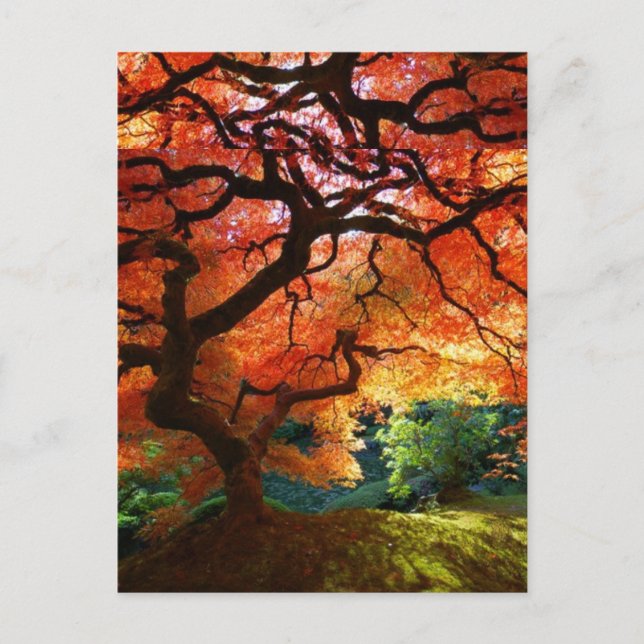 Postal Árbol rojo (Anverso)