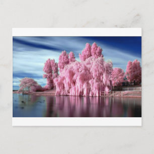Postal Árbol rosa