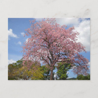 Postal Árbol rosa de lapacho en el paseo Harris San Ferna
