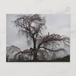 Postal Árbol Sakura de Kyoto, Japón