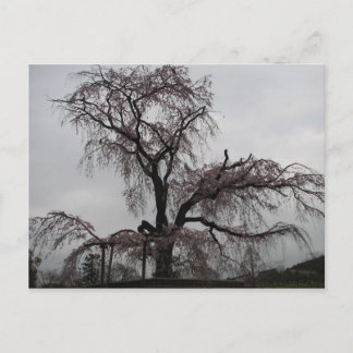Postal Árbol Sakura de Kyoto, Japón