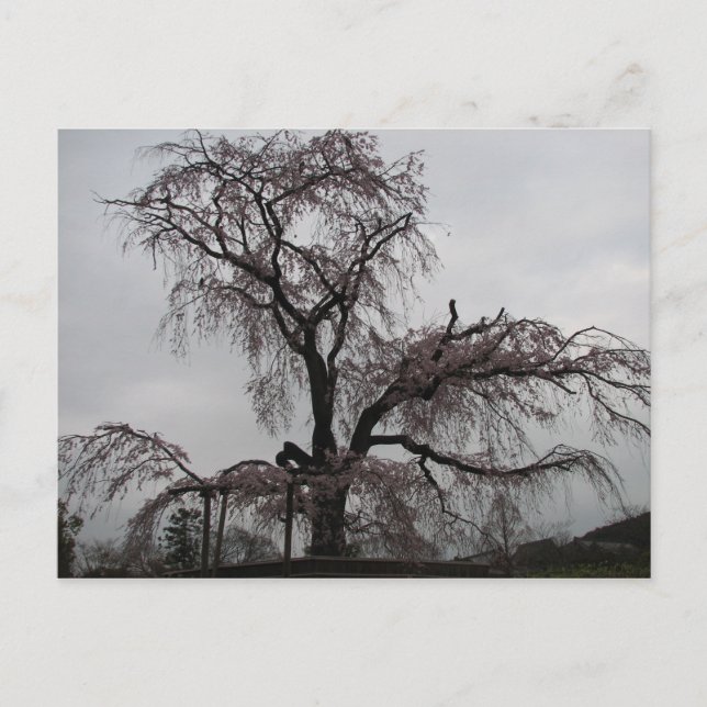 Postal Árbol Sakura de Kyoto, Japón (Anverso)