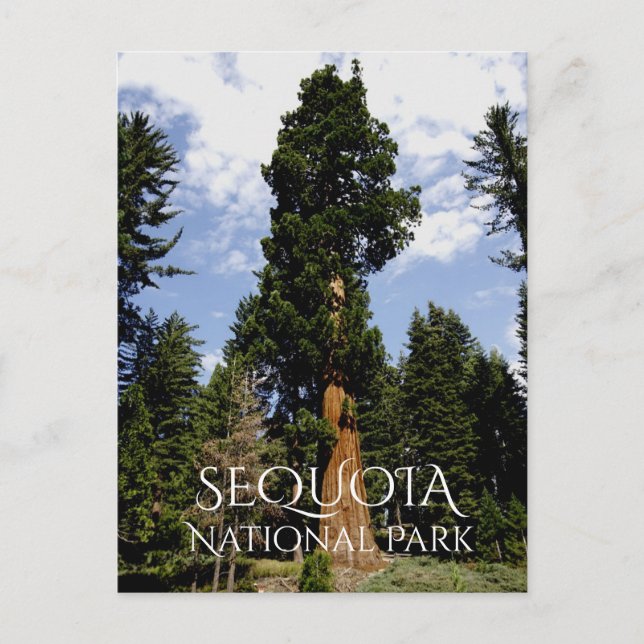 Postal Árbol secuencial contra cielo azul, Sequoia NP (Anverso)