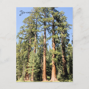 Postal Árbol secuencial del Parque Nacional Yosemite Foto