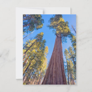 Postal Árbol secuencial gigante bajo el sol