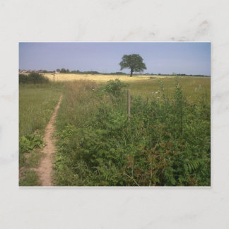 Postal Árbol solitario