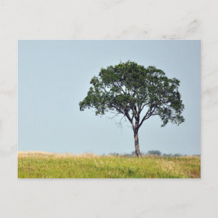 Postal Árbol solitario