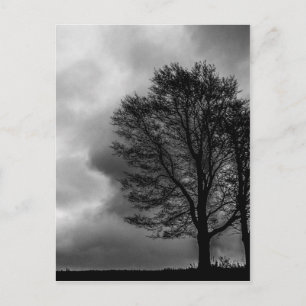 Postal Árbol solitario