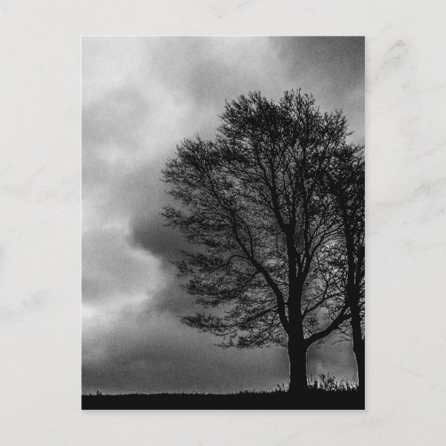 Postal Árbol solitario (Anverso)