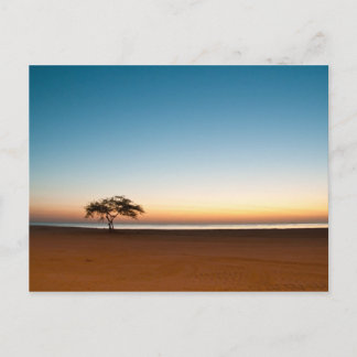 Postal Árbol solitario al amanecer en Kuwait