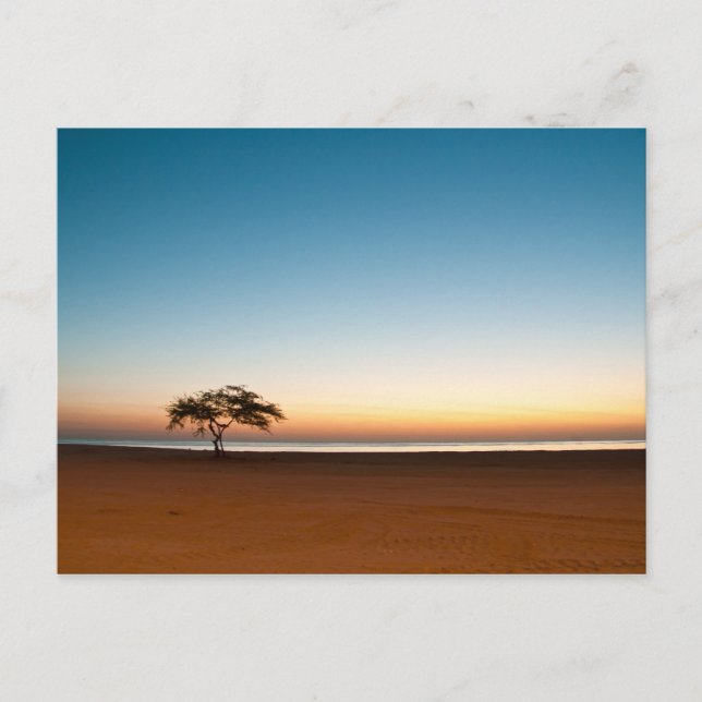 Postal Árbol solitario al amanecer en Kuwait (Anverso)