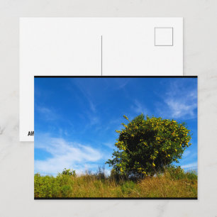 Postal Árbol solitario de mandarina