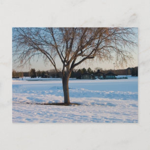 Postal Árbol solitario en campo nevado