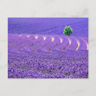 Postal Árbol solitario en el campo Lavender, Francia